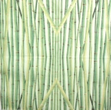 Ubrousek rostliny - bambus na zeleném
